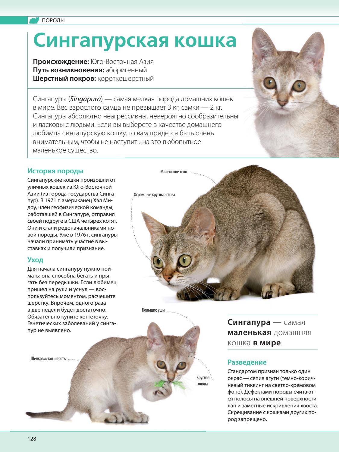 Сингапурская кошка - описание породы от а до я + 120 фото. полное описание внешности и характера сингапурской кошки
