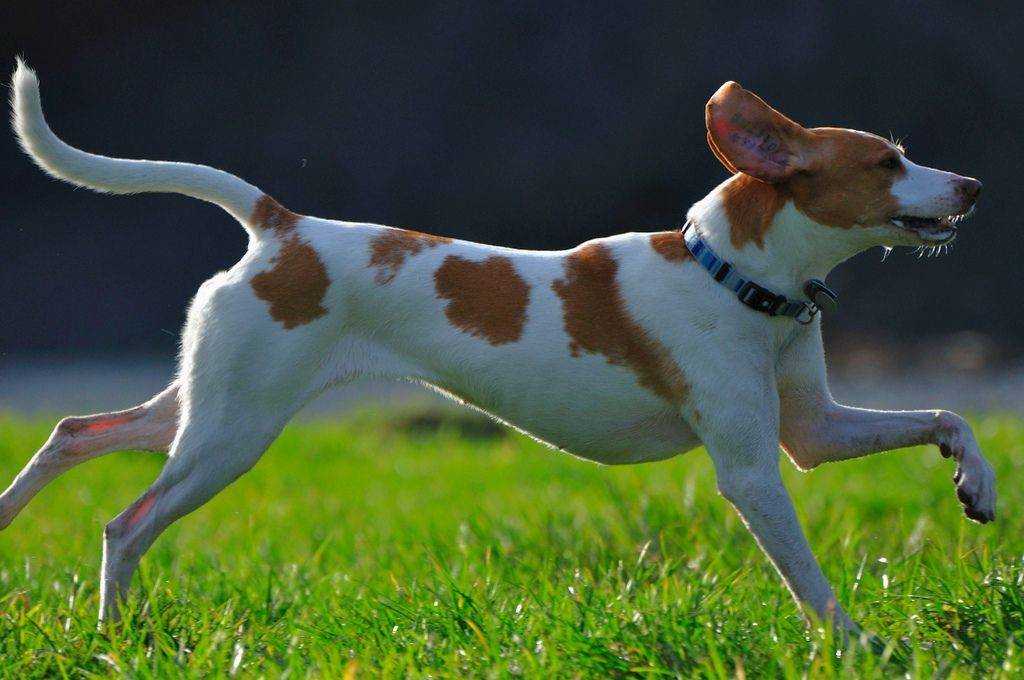 Американский фоксхаунд - описание гончей порды собак