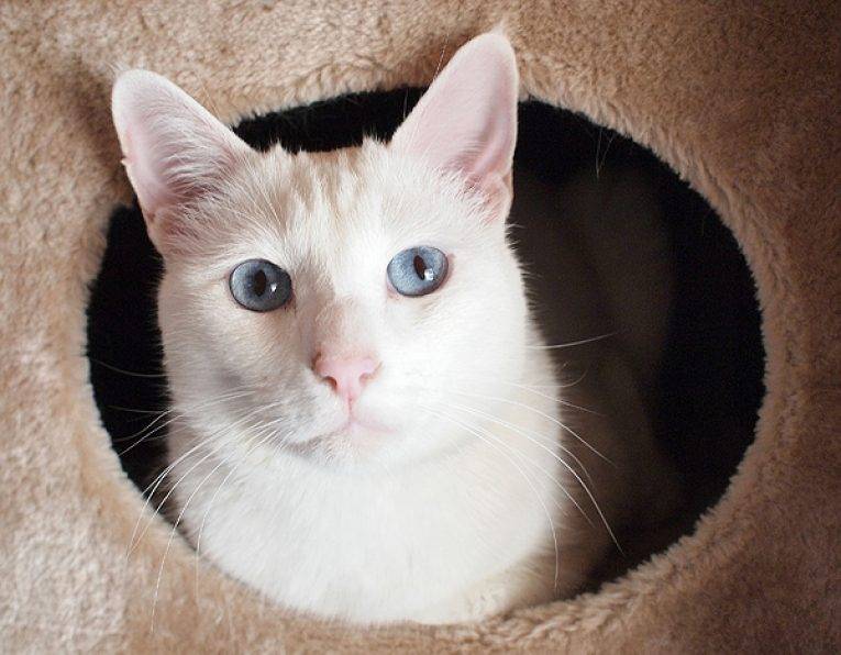 Као мани кошка