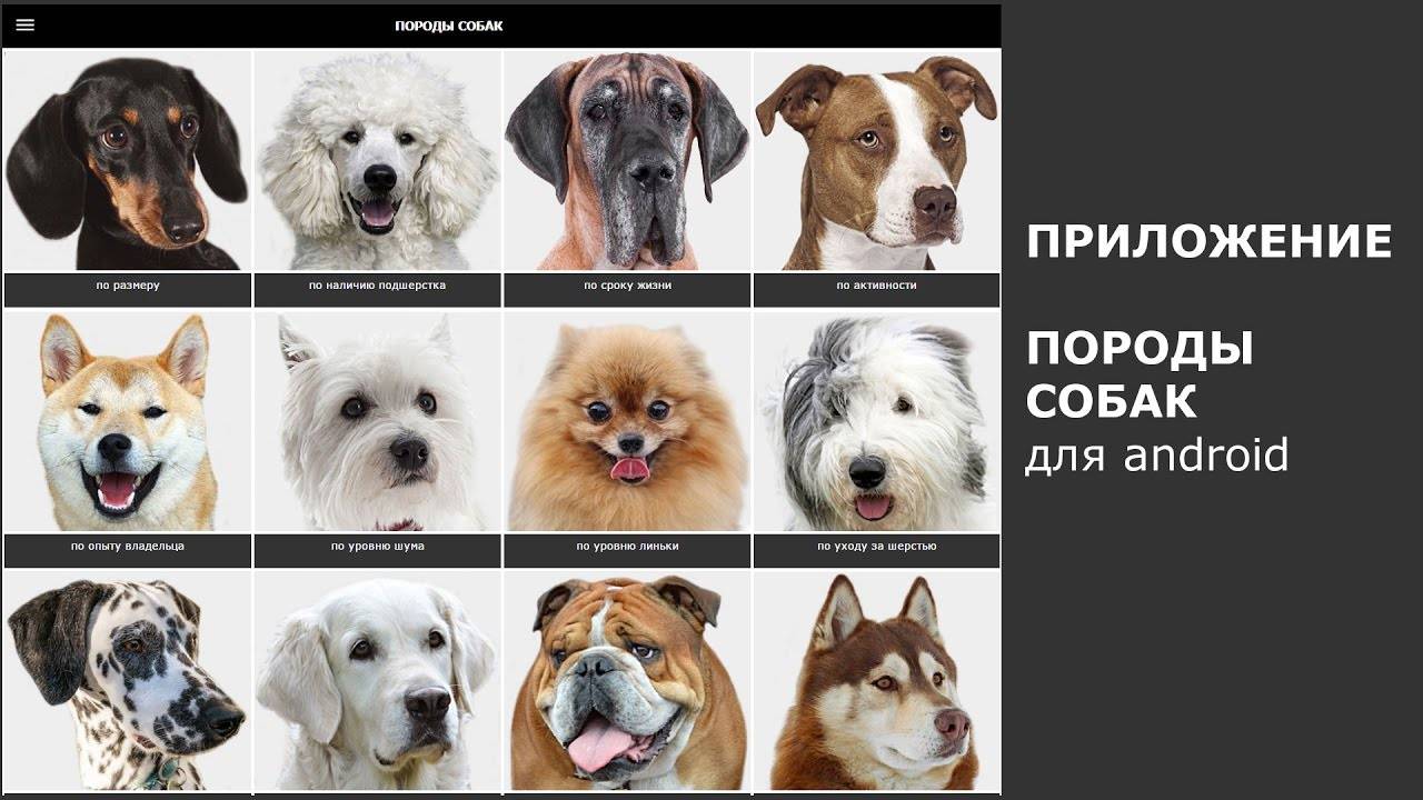 Название собак с фотографиями. все породы собак, фото, видео, отзывы владельцев щенков