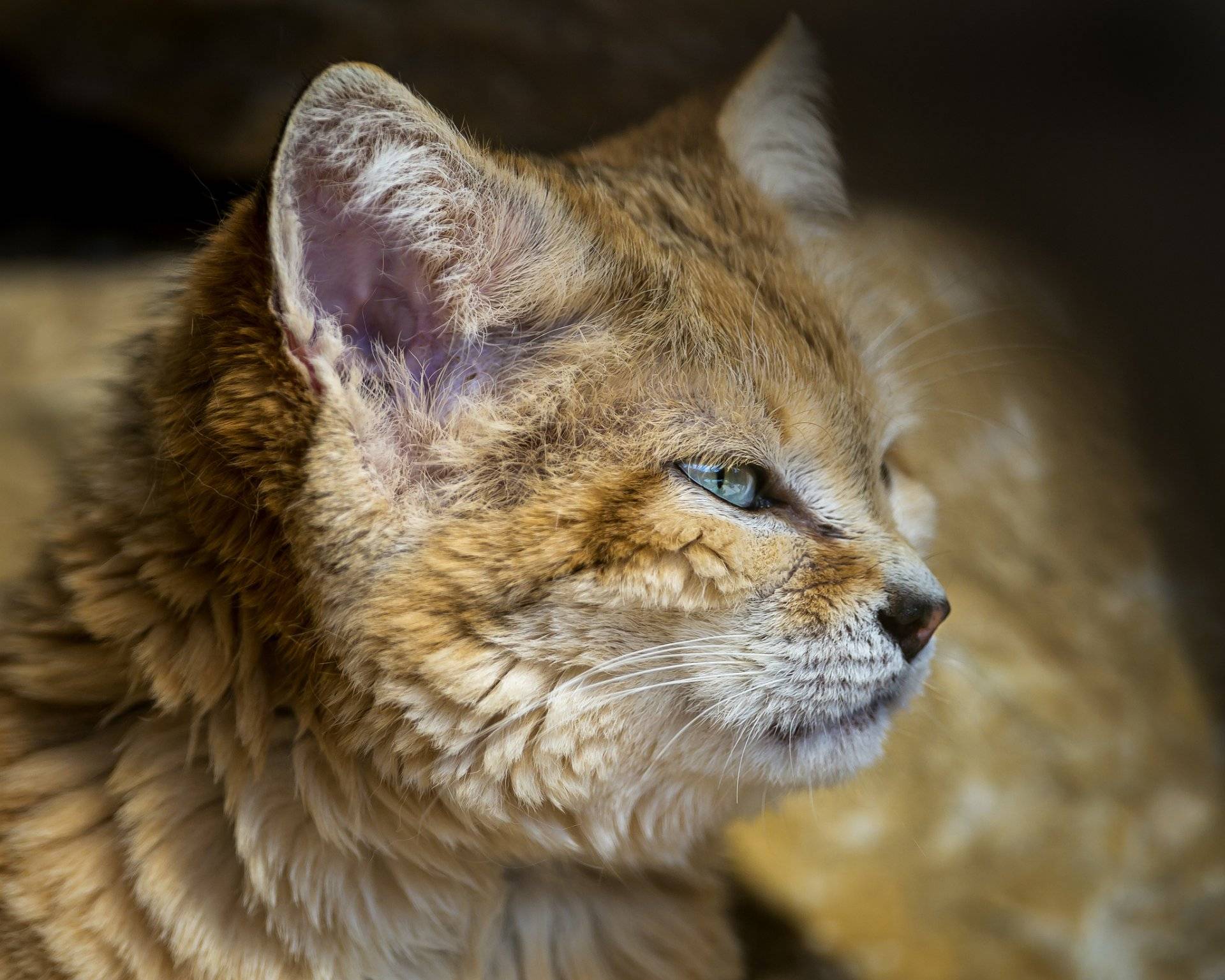 Барханный кот, маленький воин пустыни - барханный кот, песчаный кот, разновидности, ареал обитания, образ жизни, размножение, истребление