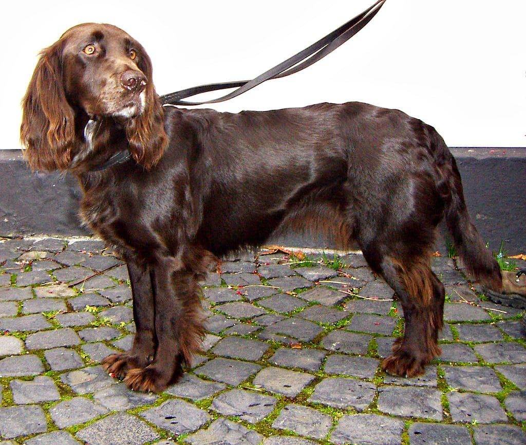 Немецкий вахтельхунд: как выглядит кокер-спаниель на фото и в каком уходе нуждается собака, а также как правильно выбрать щенка