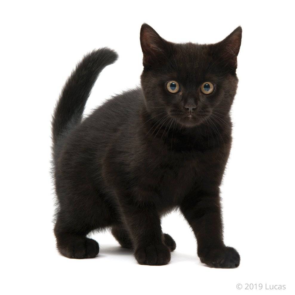 Черно-белый кот (42 фото): названия пород пушистых черно-белых кошек, котенок черного окраса с белыми пятнами на грудке