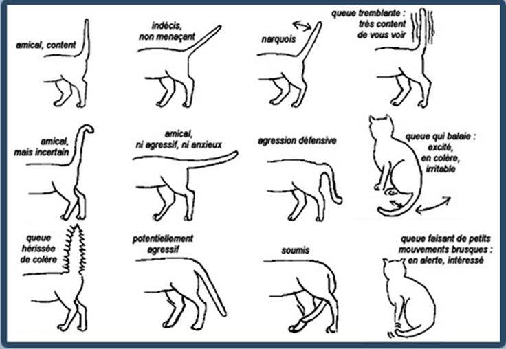 Почему коты виляют хвостом? о чем они говорят таким образом?