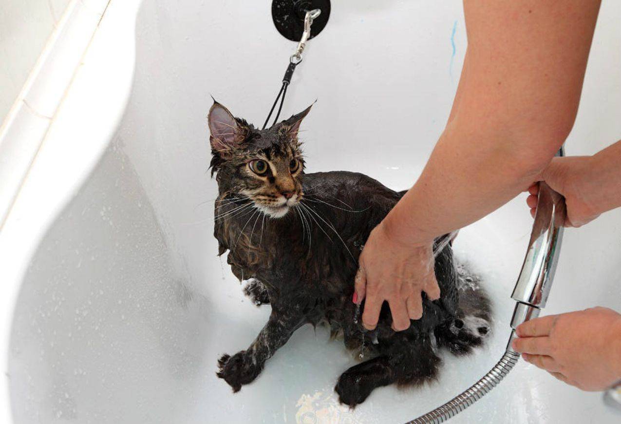 Моем кошку - как правильно мыть кота