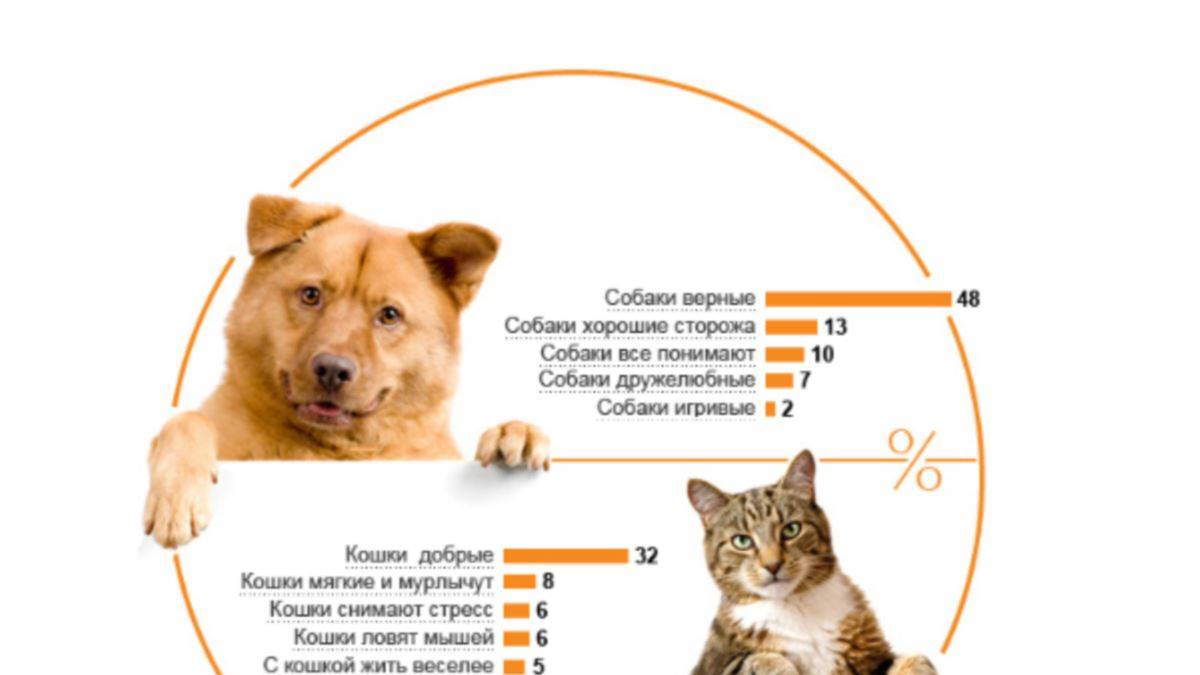 10 причин почему кошки лучше собак
