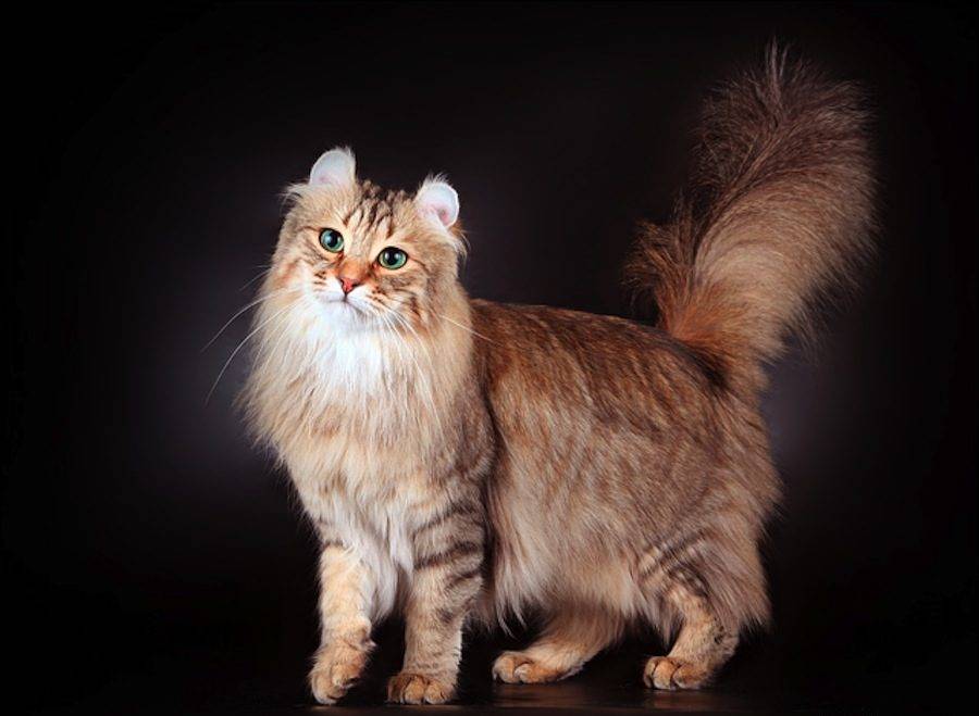Американский керл: фото кошки, цена, описание породы, характер, уход