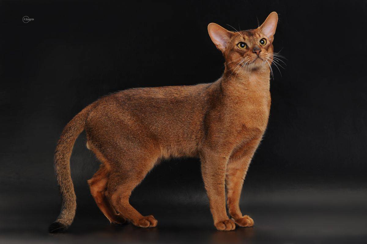 Сервал — кошка с африканского континента