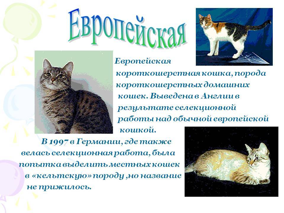 Европейская короткошерстная (кельтская) кошка: 41 фото, описание, стандарт породы