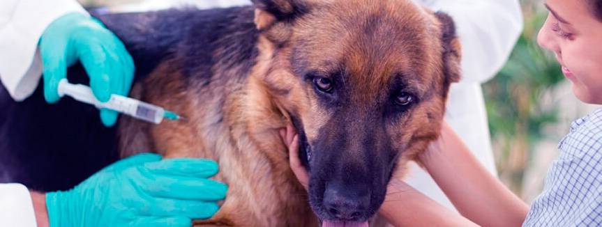Пироплазмоз у собаки: симптомы, диагностика, лечение, профилактика и уход - узнайте, как уберечь питомца от пироплазмоза