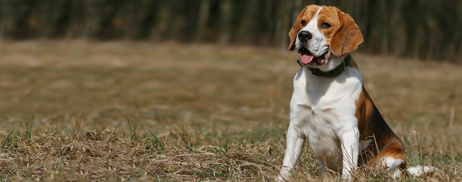 Харьер (английская заячья гончая): описание породы собак с фото и видео
