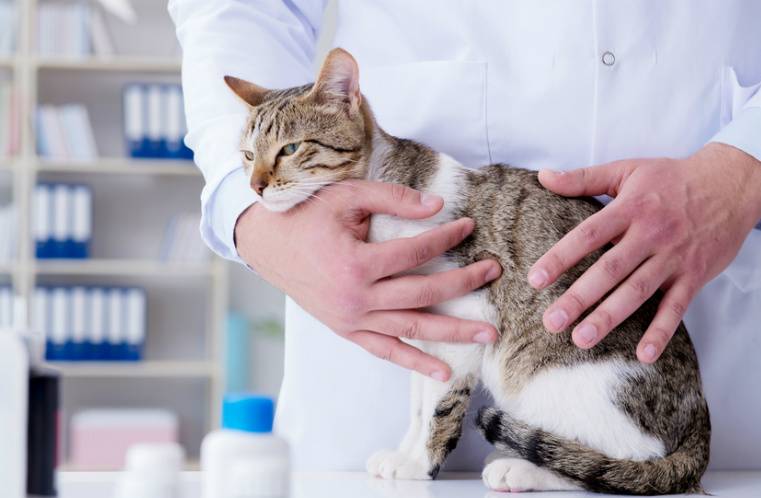 Чем опасна глаукома у кошки?