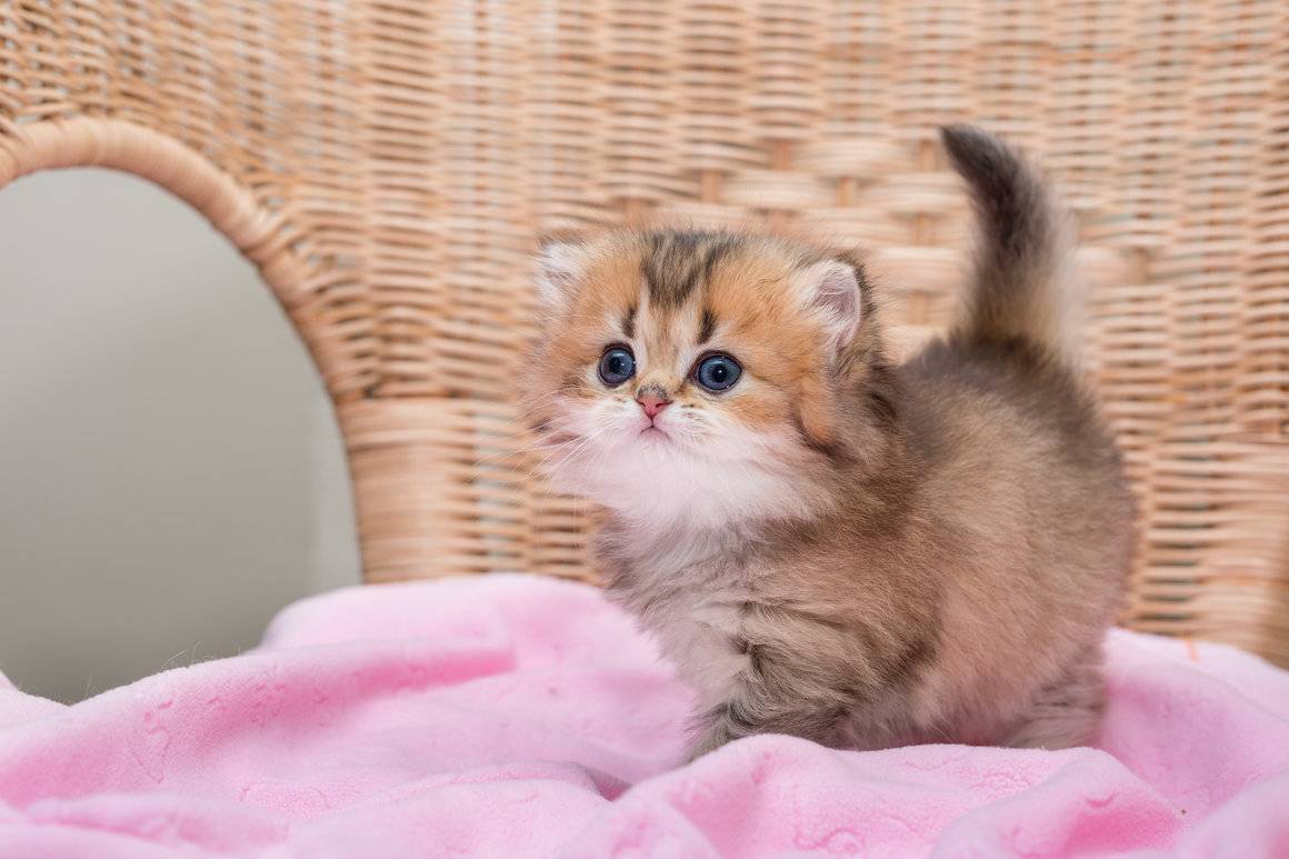 Самые маленькие кошки: топ 10 [фото и особености]