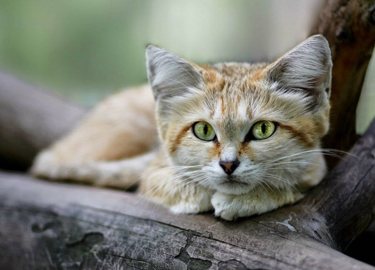 Почему так популярен барханный кот, и как за ним ухаживать - мир кошек