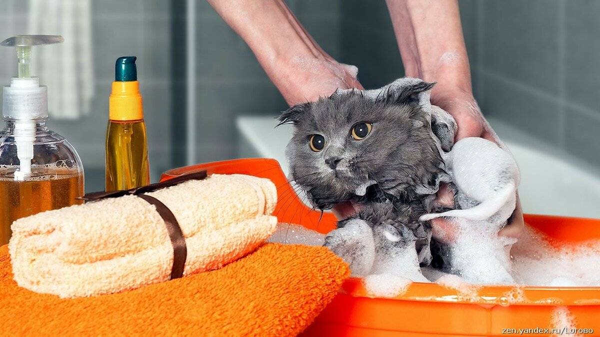 Как купать котенка: правила и пошаговая инструкция