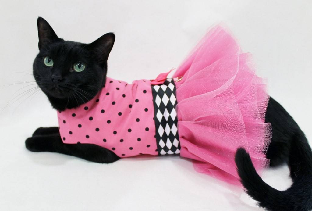 Одежда для кошек своими руками: как сшить без машинки, выкройки костюма и комбинезона