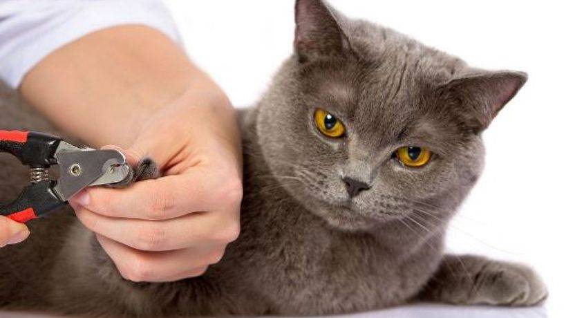 Для кота когтеточка: зачем нужна, какую выбрать, как сделать своими руками?