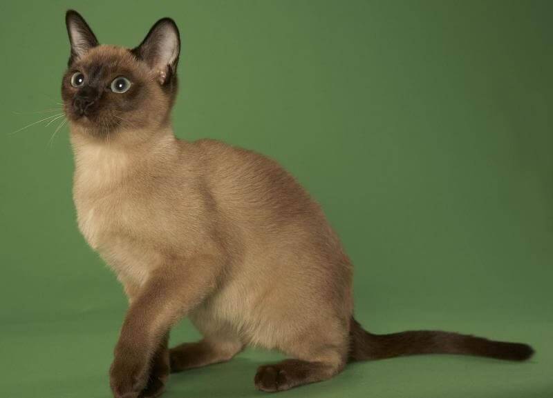 Тонкинская кошка (тонкинез): фото, цена, описание породы, характер, видео, питомники