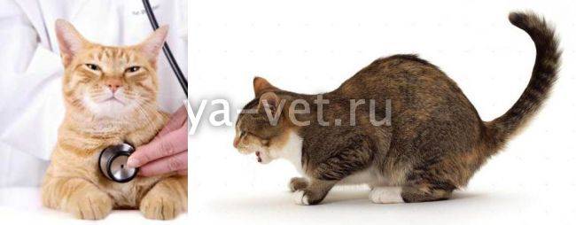 ᐉ кот тяжело дышит и ничего не ест – частое дыхание у котенка - zoomanji.ru
