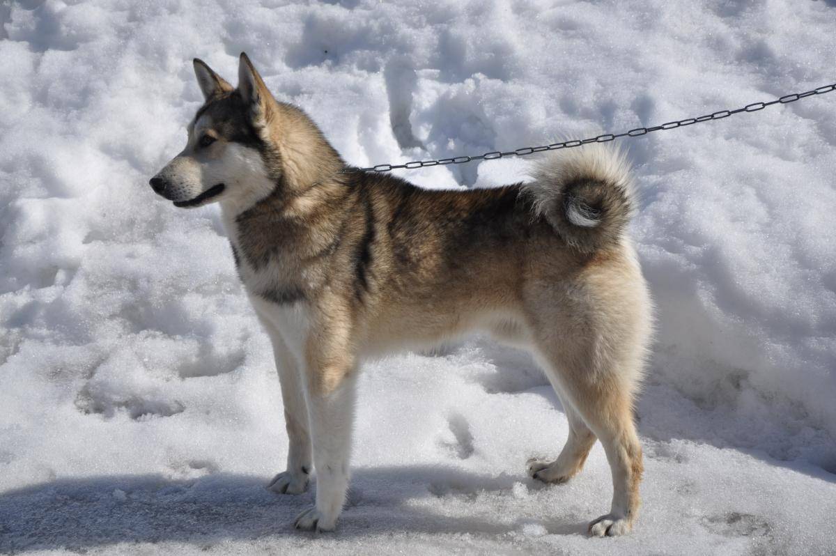 Западно-сибирская лайка: история, описание породы, стандарт, характер собаки, фото, цена