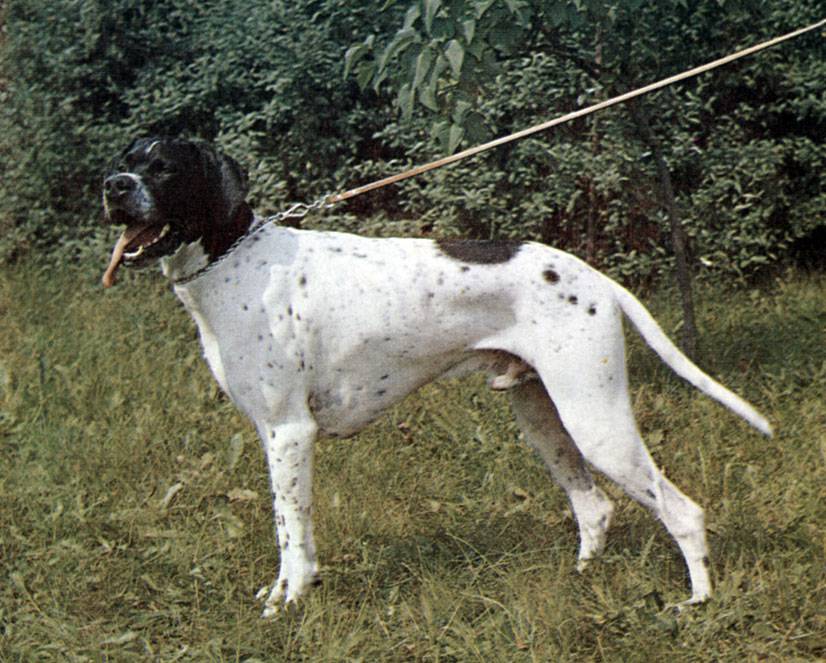 Описание породы собак английский той-терьер — характер, уход, предназначение