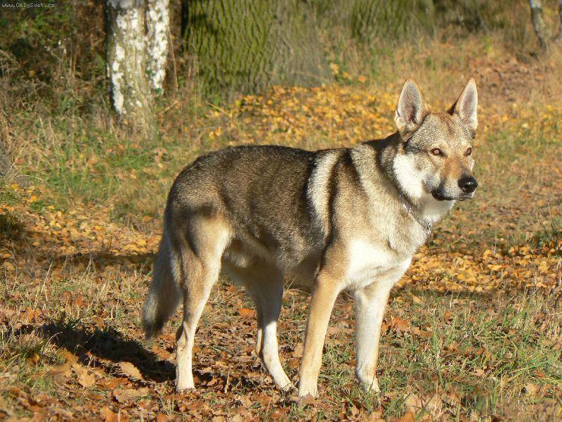 Как выглядит чехословацкий влчак: описание внешности и характера породы