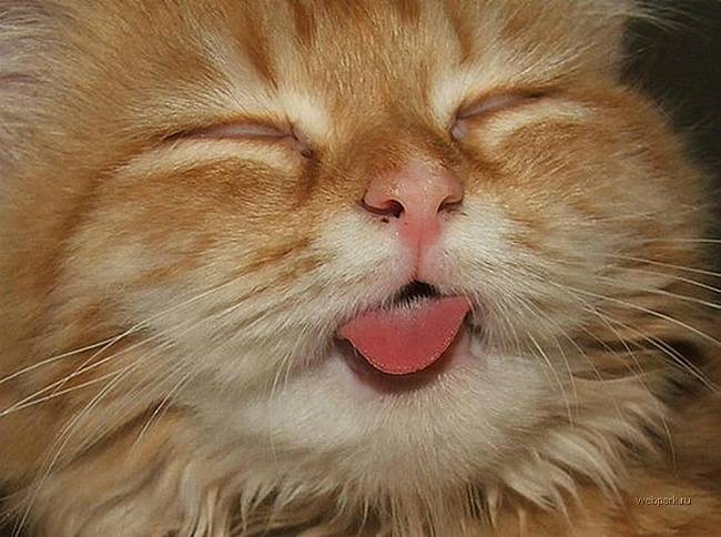 Почему кошки высовывают кончик языка — причины
