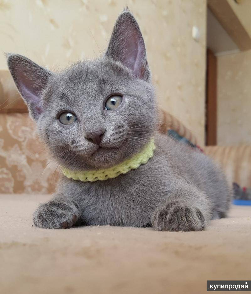 Купить котенка русской голубой кошки - русские голубые кошки питомник graysland
