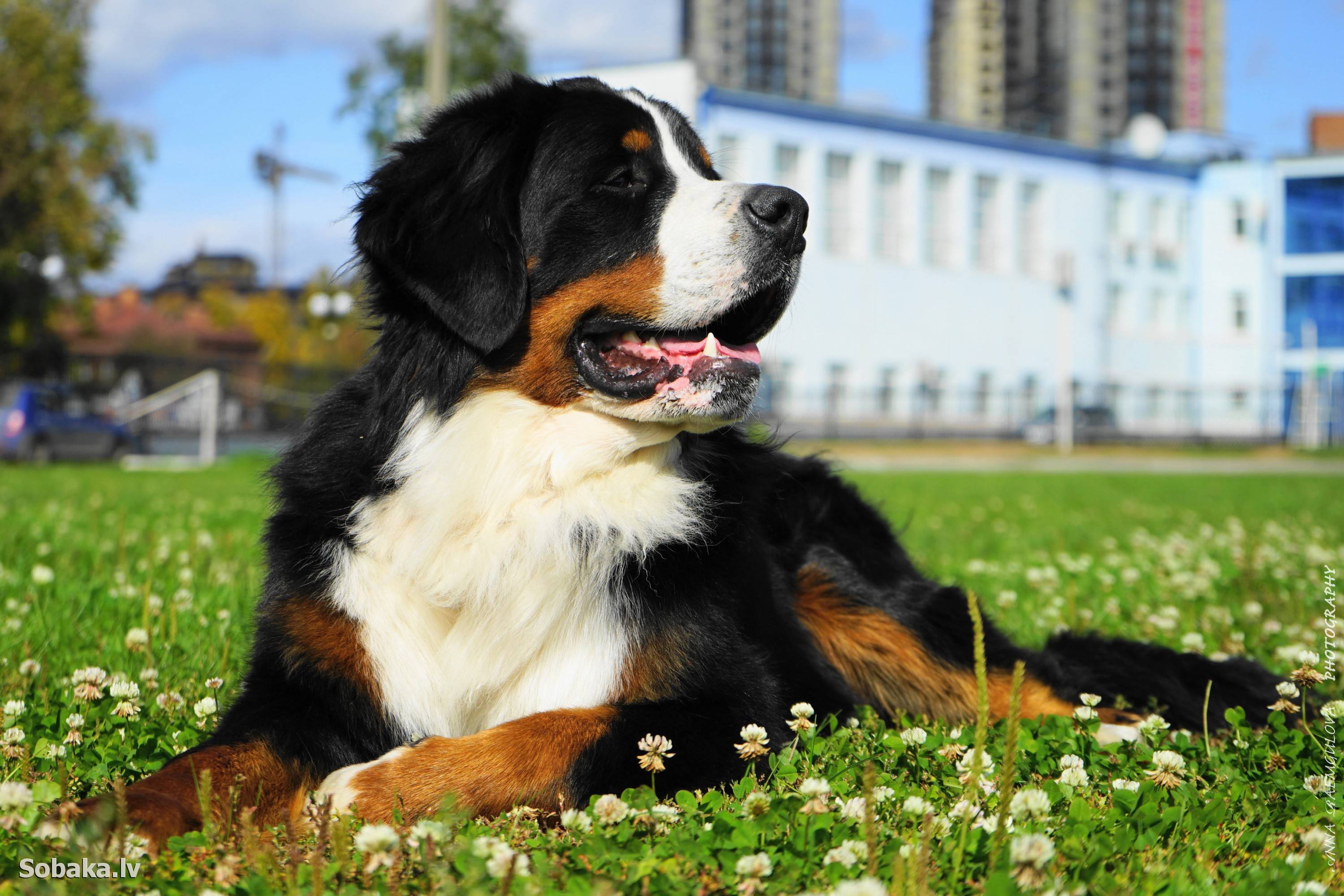 15 самых добрых пород собак для всей семьи :: инфониак