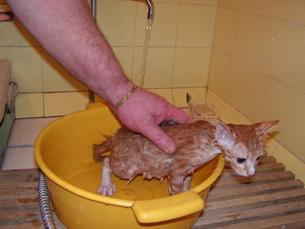 Как правильно купать котенка первый раз, чтобы он не боялся воды