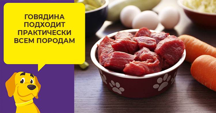 Сырое мясо для собак: можно ли давать, польза и вред | все о собаках