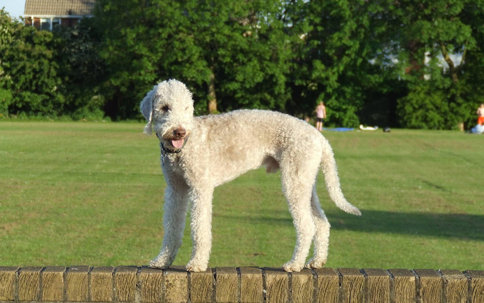 Порода собак бедлингтон терьер: фото, видео, описание породы и характер