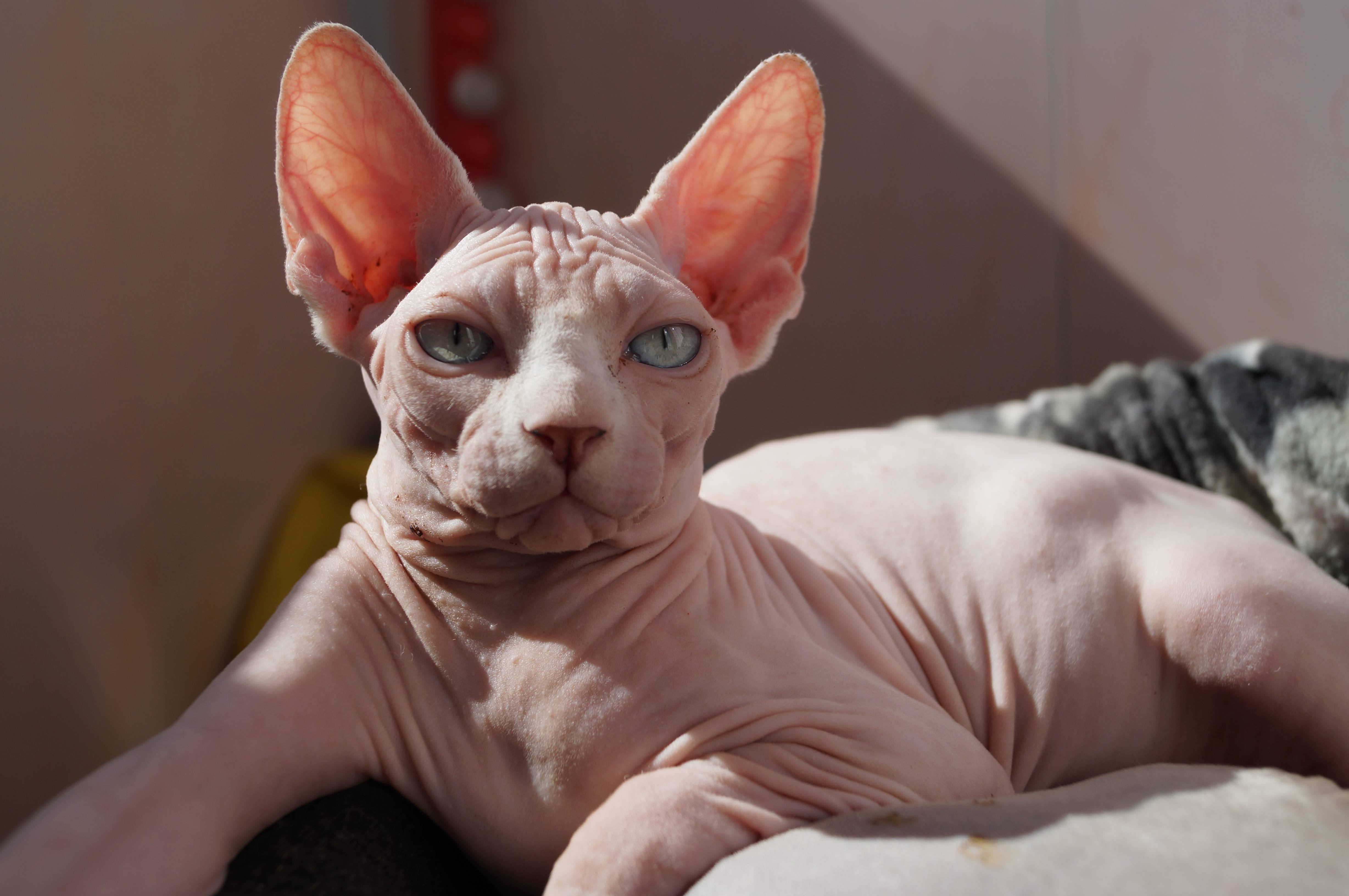 Канадский сфинкс: фото, описание породы кошек, отзывы и цены на котят