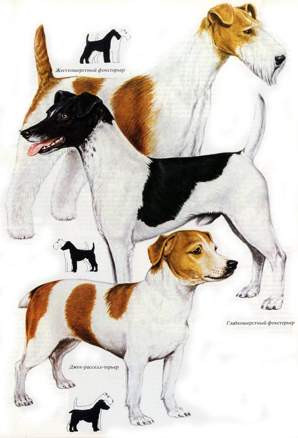 Джек-рассел-терьер - характер собаки, выращивание щенков и воспитание, тип шерсти и окрас, рацион питания