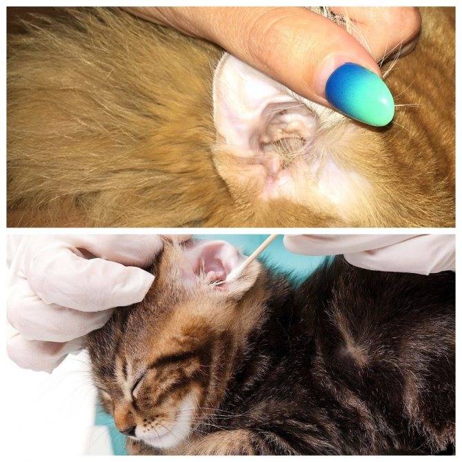 Отит у кошки:  симптомы и лечение, ушные капли и антибиотики