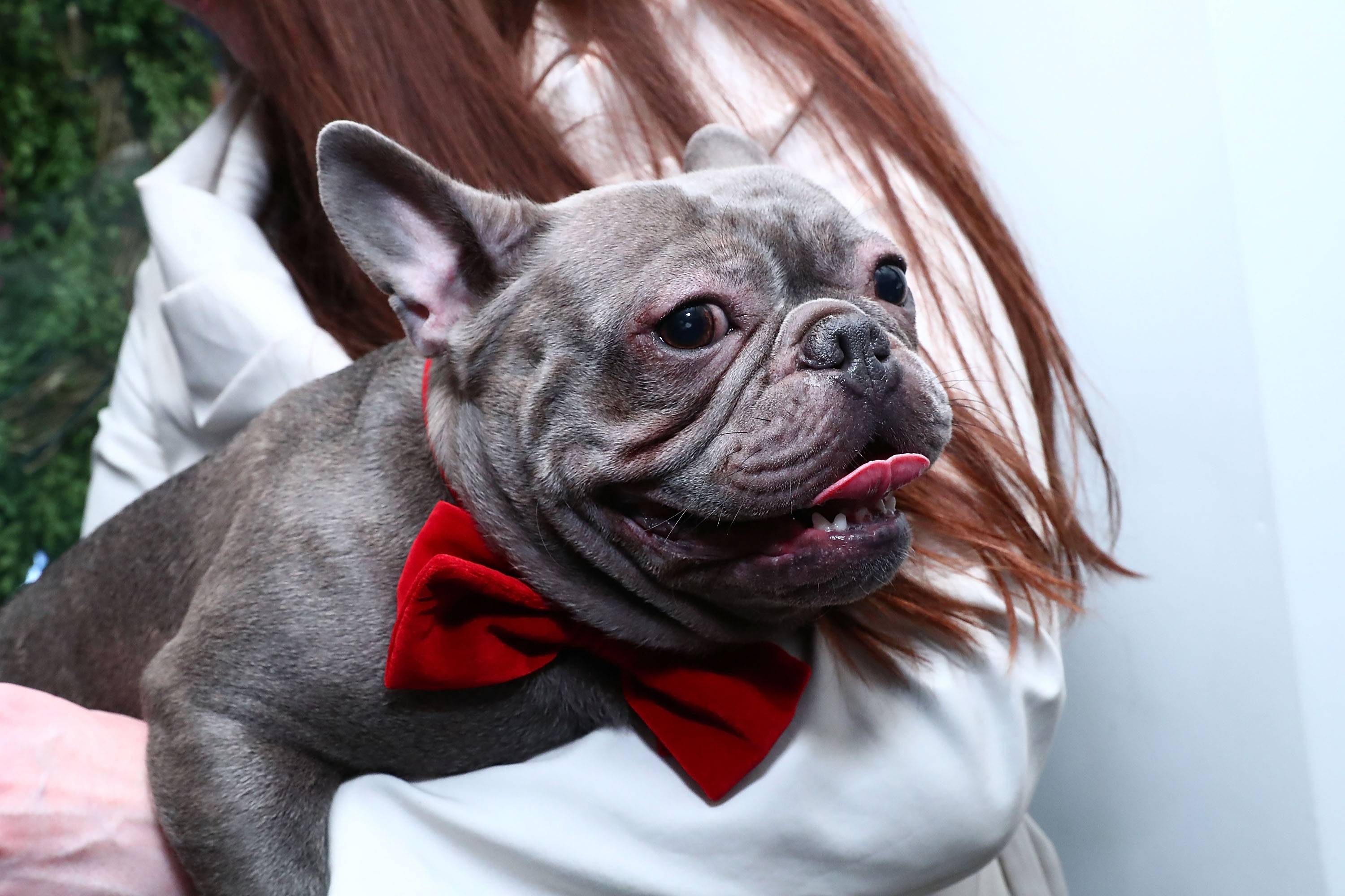 Самые популярные породы собак с фотографиями и названиями | в россии и в мире
