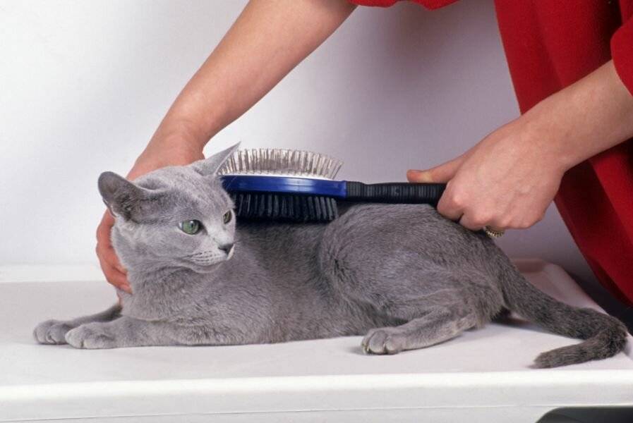 Как приучить кошку и котенка к когтеточке