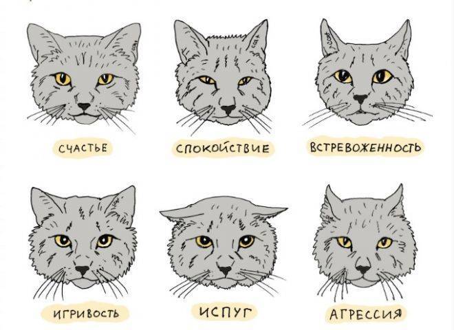 Как разговаривать с котами и кошками? ученые нашли ответ - hi-news.ru
