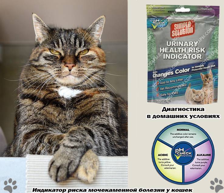 Как вылечить цистит у кошек симптомы и лечение дома