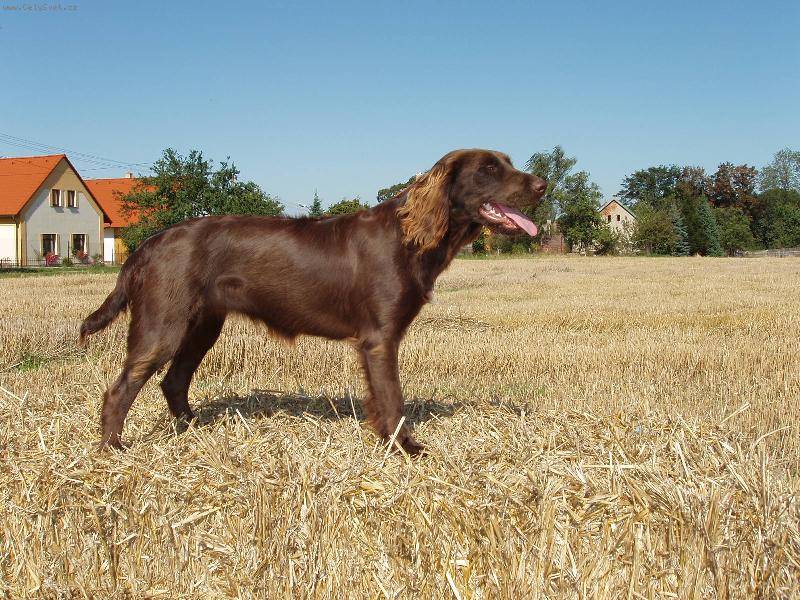 Немецкие охотничьи собаки: описание пород с фото