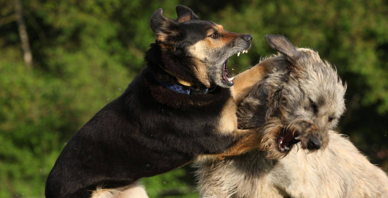 Агрессия собак. ветклиника "зоостатус"