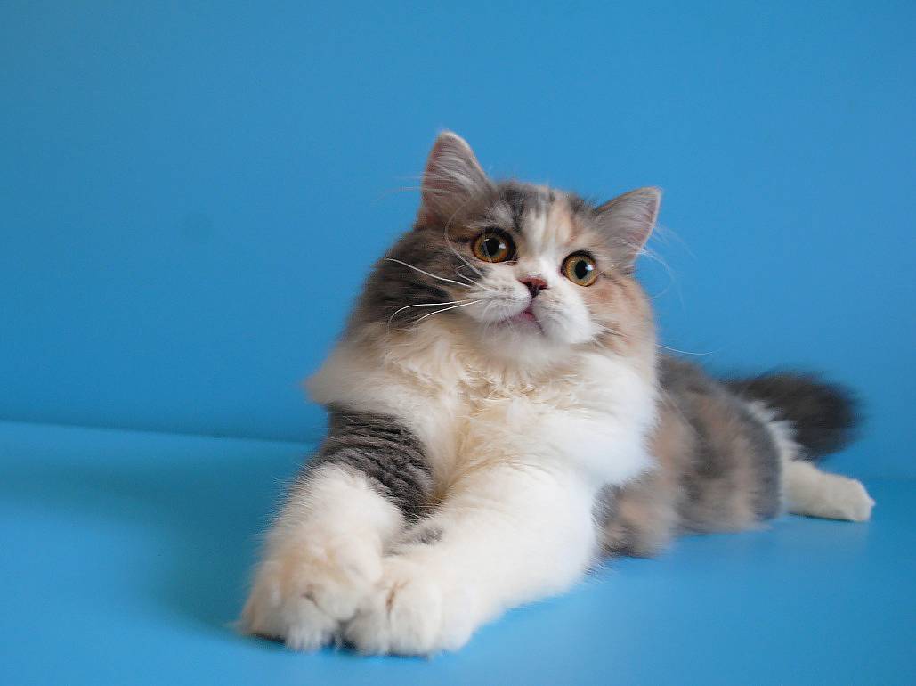 Хайленд-страйт: описание породы, характер кошки, советы по содержанию и уходу, фото