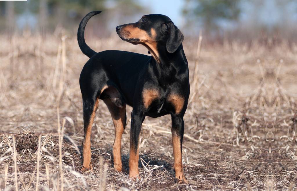 Собаки для охоты: обзор лучших пород | блог ветклиники "беланта"