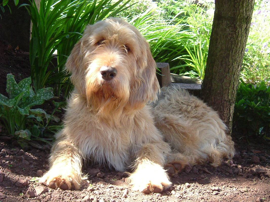 Оттерхаунд (выдровая гончая): фото породы собак, описание