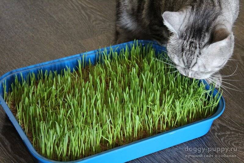 Трава для кошек: виды, польза, как вырастить ее в домашних условиях, какую лучше выбрать, как отучить животное есть другие растения