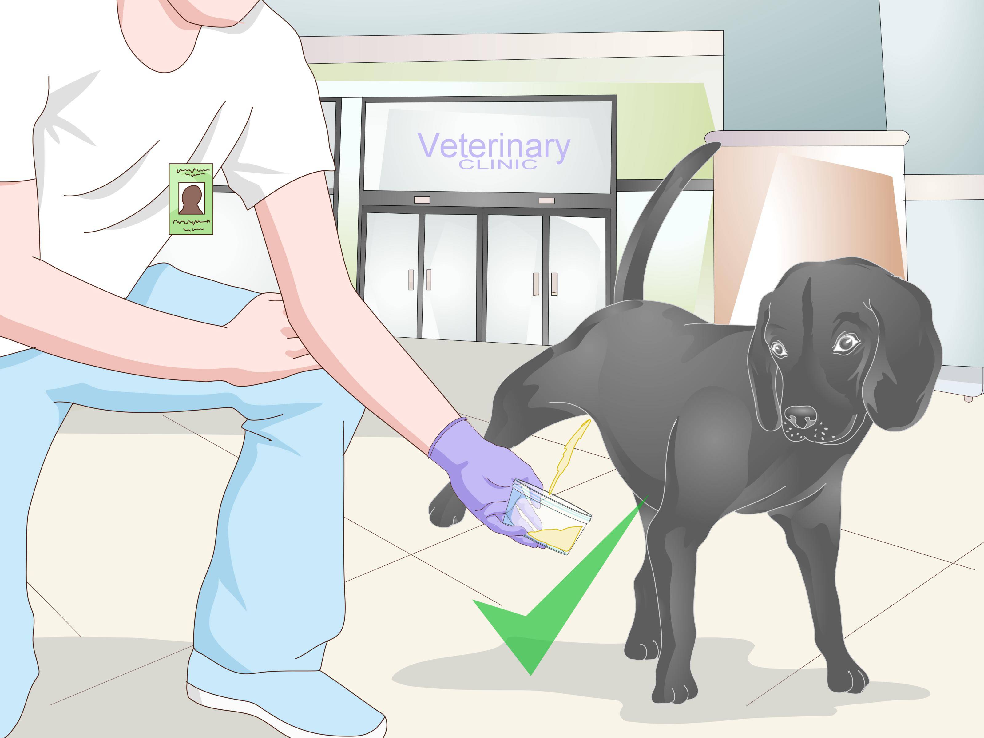 Цистит у собак: причины, симптомы, профилактика и лечение