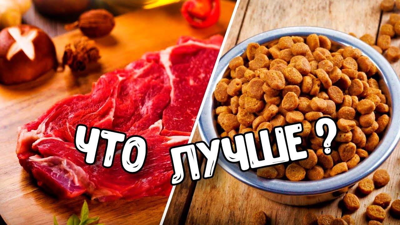 Разрешается ли кормление собак сухими и натуральными кормами одновременно