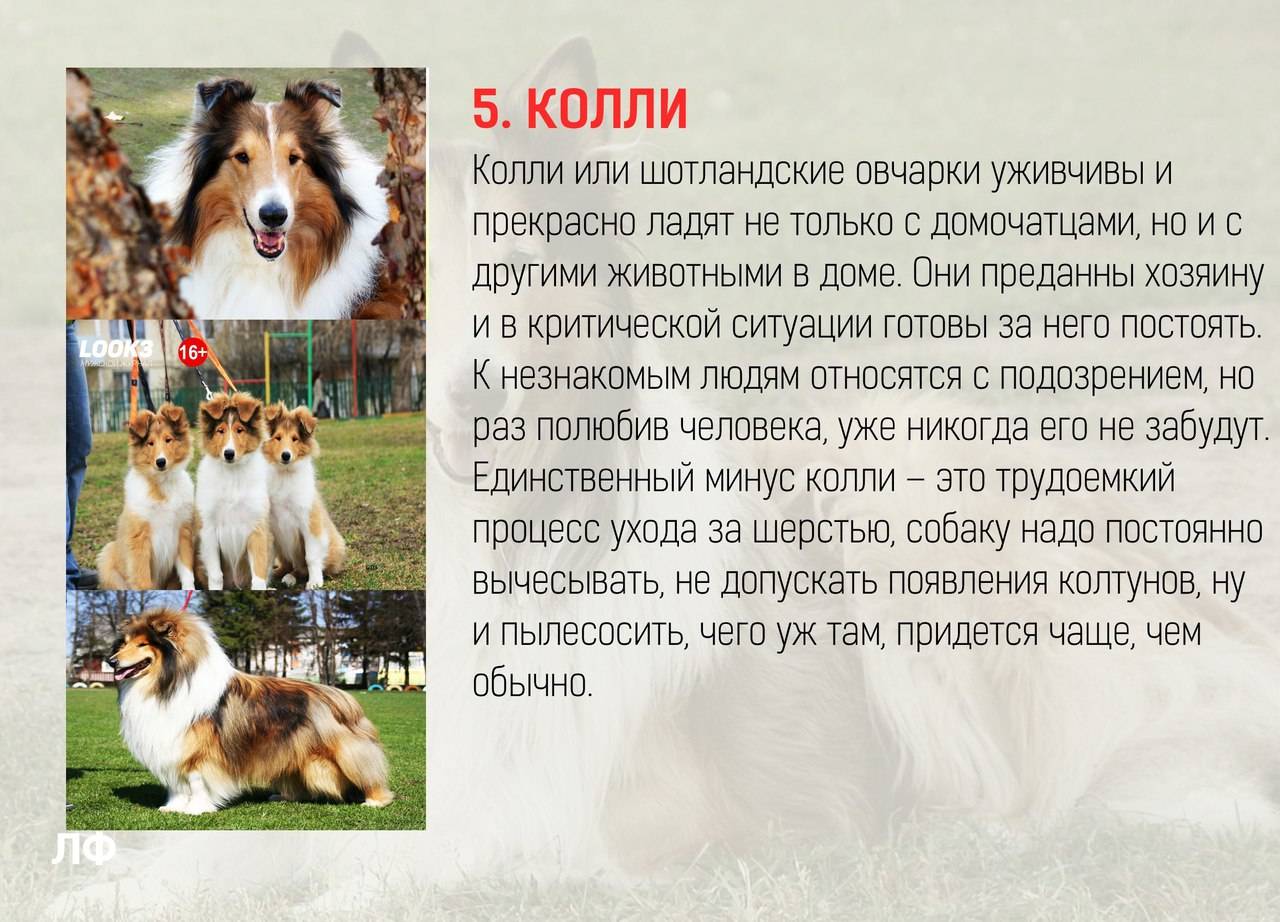 Самые умные породы собак в мире – топ 10, с фото и названиями