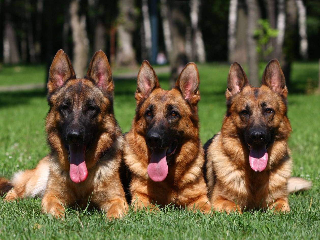 Самые умные породы собак топ 10: названия с описанием и фото