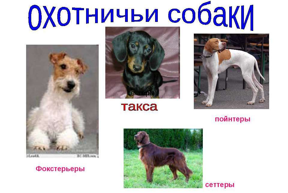 Топ самых маленьких пород собак